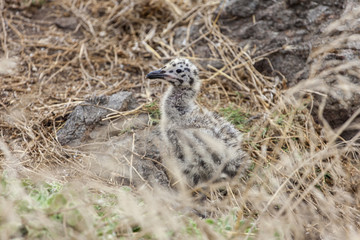 Seagull chick on Anacapa Island in Channel Islands National Park, California.  