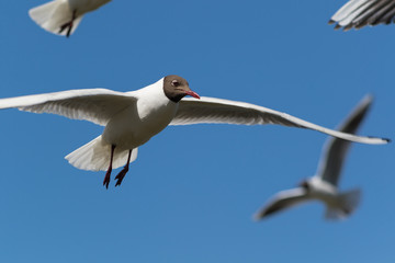 Fototapeta premium Seagull in flight