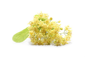 linden flowers isolated on white background