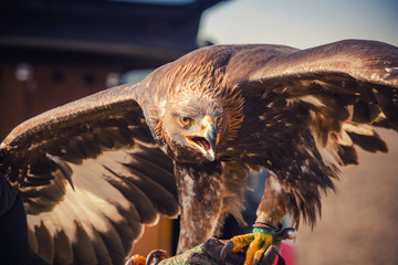 Majestic golden eagle.