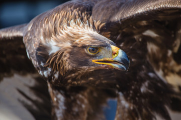 Close up of golden eagle.