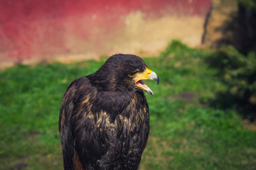 Hawk in nature.