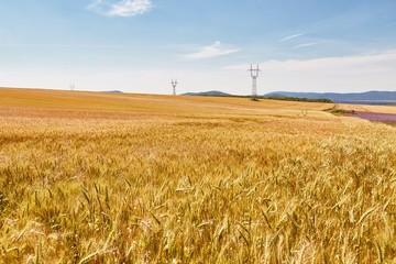 Wheat field detail