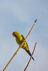 wild parakeet perched on bare branch in Costa Rica