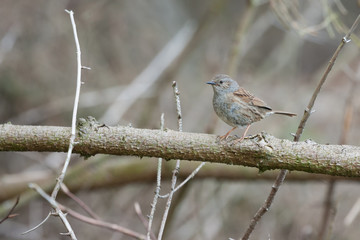 dunnock in woodland