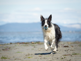 Border collie running with ball