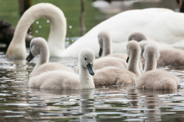 swan cygnet