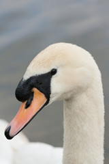 swan head closeup