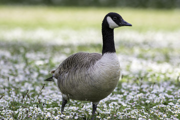 Canada goose wild bird in a daisy strewn summer meadow.
