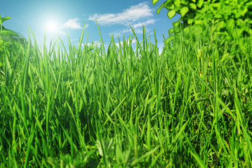 plant of green grass with the sky