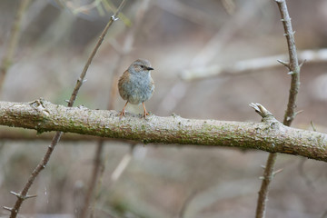 dunnock in woodland