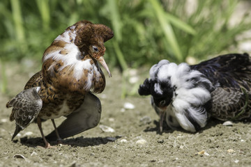 Lekking behaviour. Competitive breeding male ruff wading bird displaying feathers