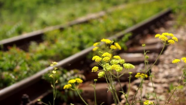 Unexpected passing away of train on abandoned railroad track.Yellow flower, by the railway line, sways blown by breeze. Selective focus, shallow DOF.&nbsp;Concept of surprise. Concept of sudden reversal