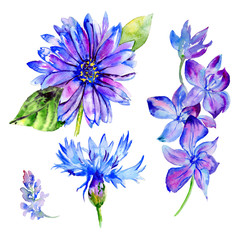 Wildflower violet flower in a watercolor style isolated.