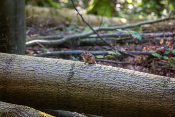 Siberian chipmunk on log in Foret de Soignes (Sonian Forest), Brussels, Belgium