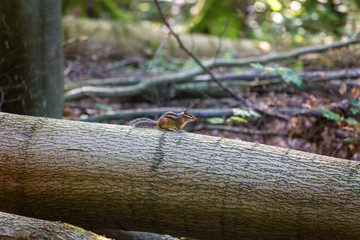 Siberian chipmunk on log in Foret de Soignes (Sonian Forest), Brussels, Belgium