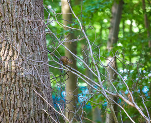 Siberian chipmunk on tree branch in Foret de Soignes (Sonian Forest), Brussels, Belgium