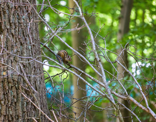 Siberian chipmunk on tree branch in Foret de Soignes (Sonian Forest), Brussels, Belgium