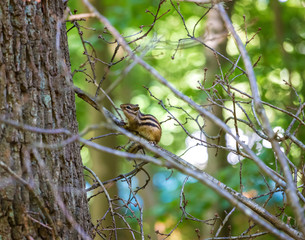 Siberian chipmunk on tree branch in Foret de Soignes (Sonian Forest), Brussels, Belgium
