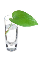 green leaf in a glass