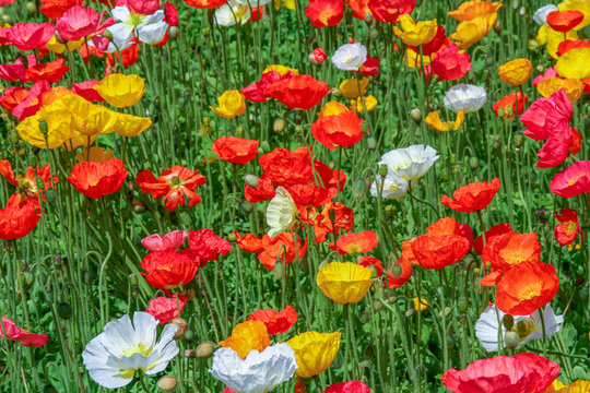 Fototapeta Czerwone, żółte i białe kwiaty na zielonym tle