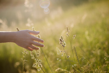Female hand over summer field