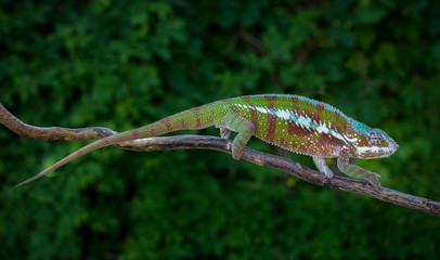 Panther chameleon, Furcifer pardalis Antalaha lizard from Madagascar