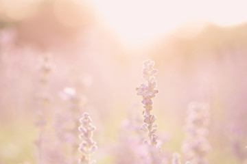 Naklejka premium lavender flower in sunset background
