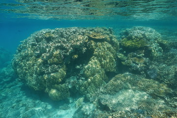 South Pacific ocean shallow underwater coral reef in the lagoon of Grande-Terre island, New Caledonia, Oceania