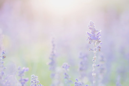 Fototapeta lavender flower in sunset background