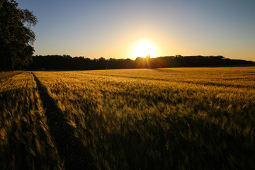 Picturesque sunrise over a wheat field