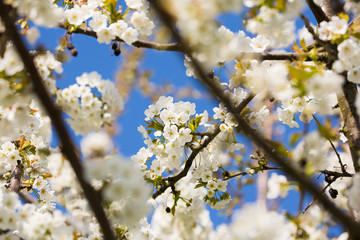 Kirschblüte