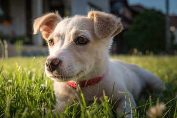 Cute crossbreed beige dog puppy with red collar lying on the grass in the sun
