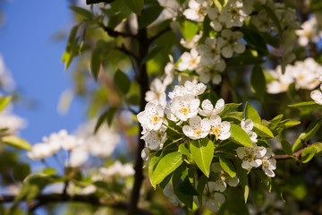 Apfelblüte