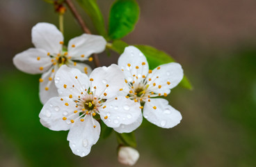 Cherry Blossom/Beautiful flowers of the blossoming cherry tree in the spring time
