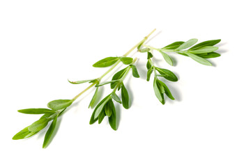 Sprig of fresh thyme isolated on a white background