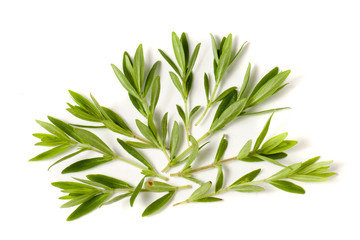 Thyme fresh herb isolated on white background