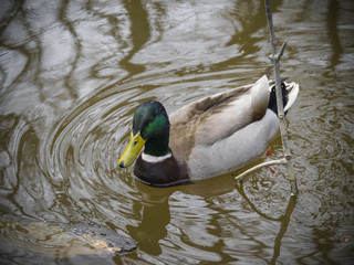 Mallard duck on water