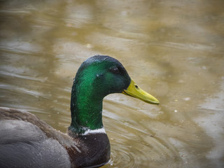 Mallard duck on water