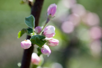Fototapeta na wymiar Apple tree blooming