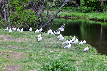 flock of seagulls