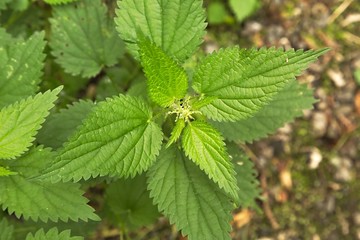 Nettle