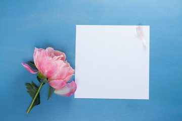 Fresh peony flower bud and empty white paper with copy space on blue background