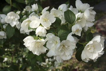 Obraz na płótnie Canvas Spring flowers - white flower jasmine
