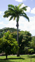 Palmier, Guadeloupe