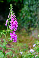Digitalis Purpurea showing vibrant purple color in a british garden