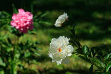 Fototapeta premium Peony flowers in the garden