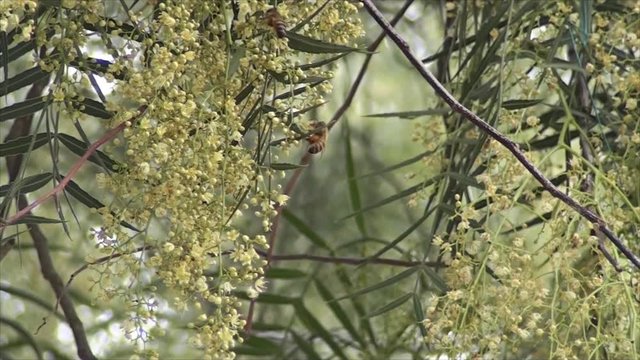 Bees on the tree with the sound of the birds in the background.