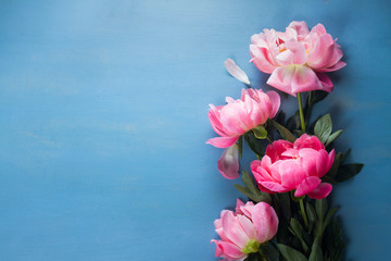 Fresh peony flowers on blue background with copy space
