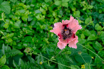 Oriental Poppy Papaver Orientale 'Cedric Morris' blooming in the garden with two bees seen...